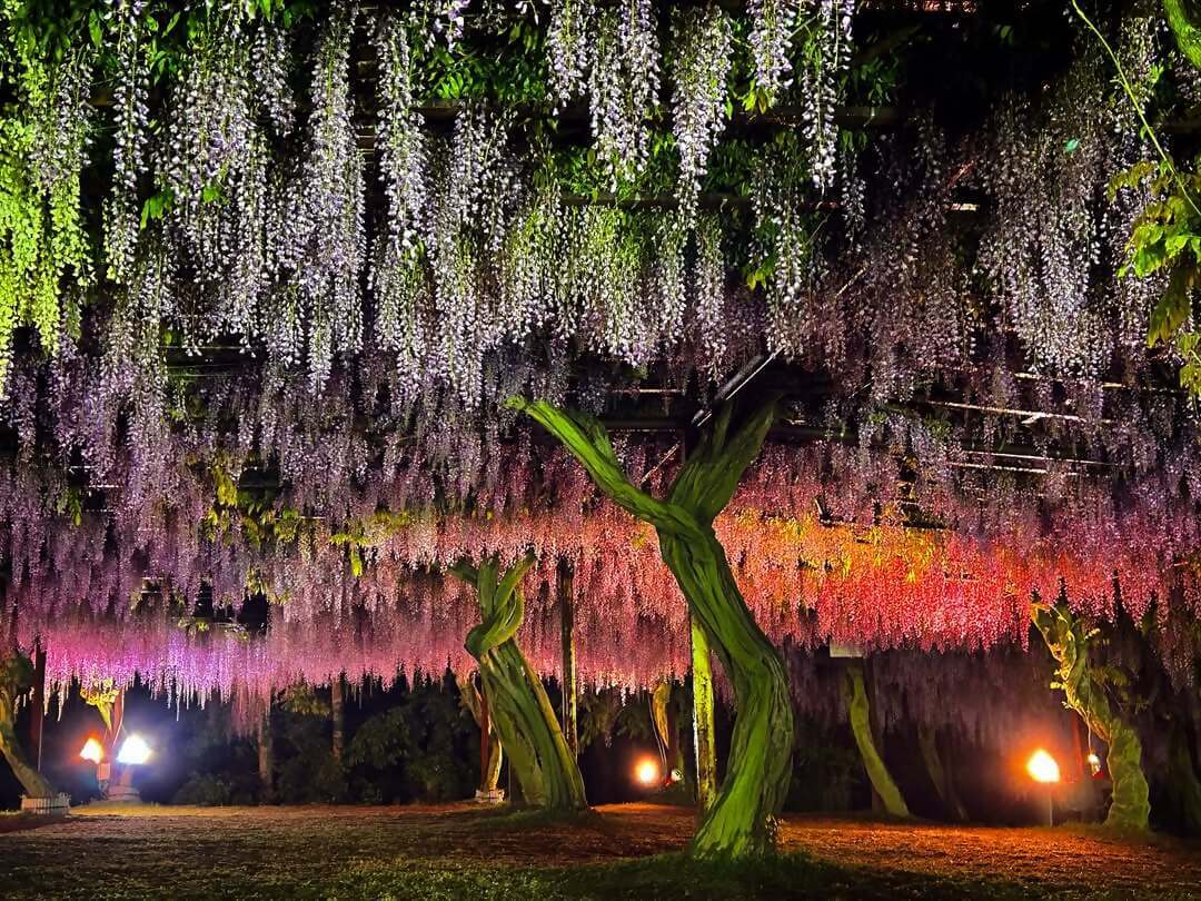 和気町藤まつりInstagramフォトコンテスト入選の写真