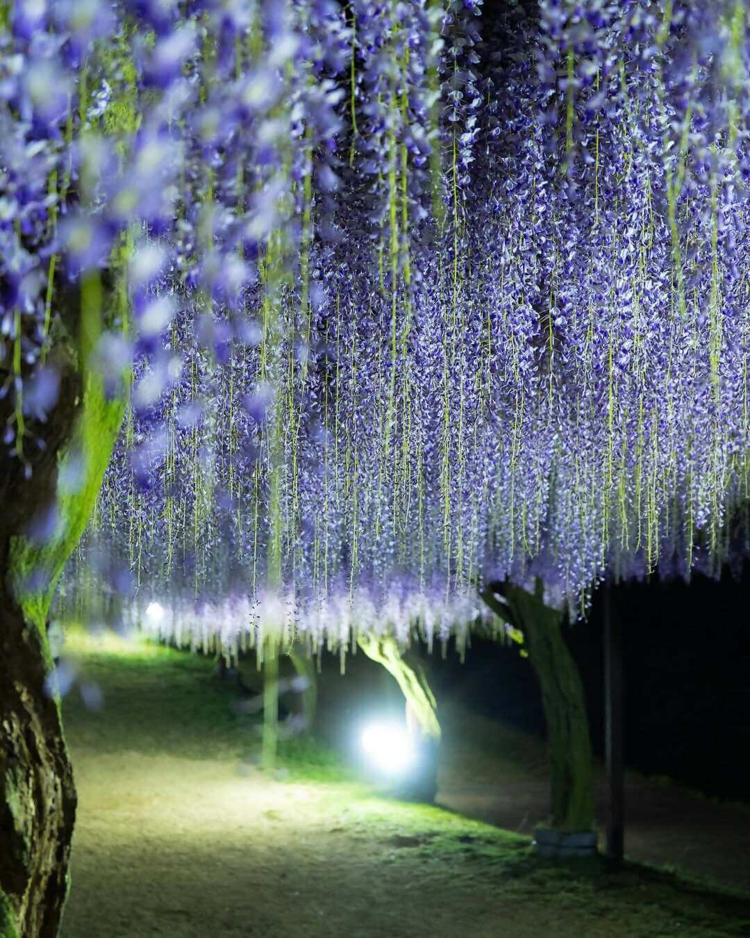 和気町藤まつりInstagramフォトコンテスト入選の写真