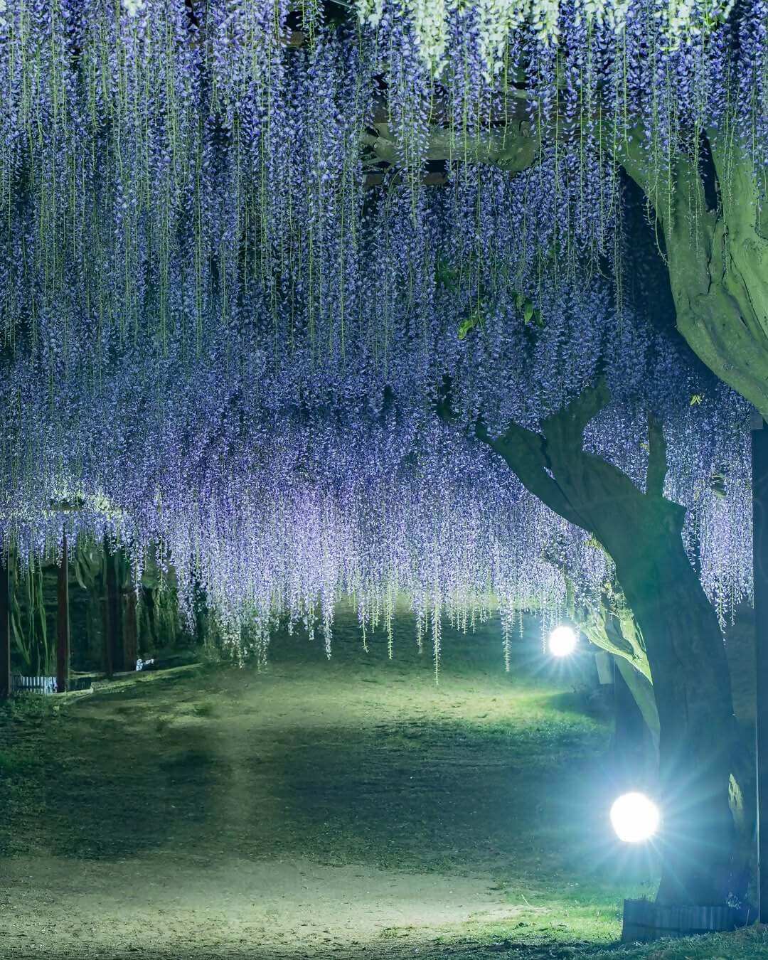 和気町藤まつりInstagramフォトコンテスト入選の写真