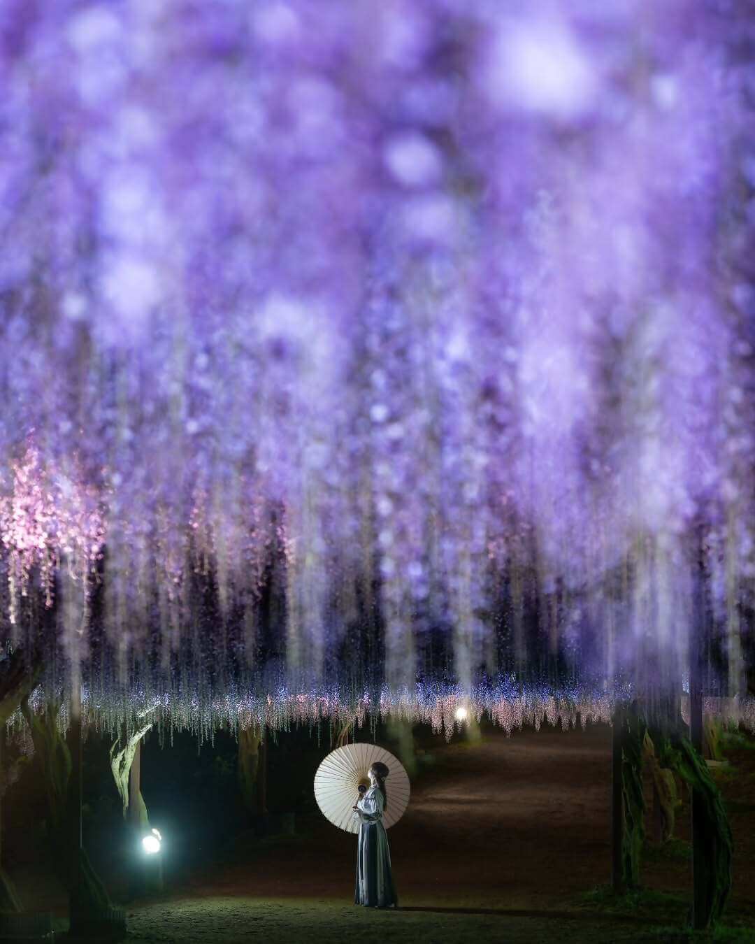 和気町藤まつりInstagramフォトコンテスト入選の写真