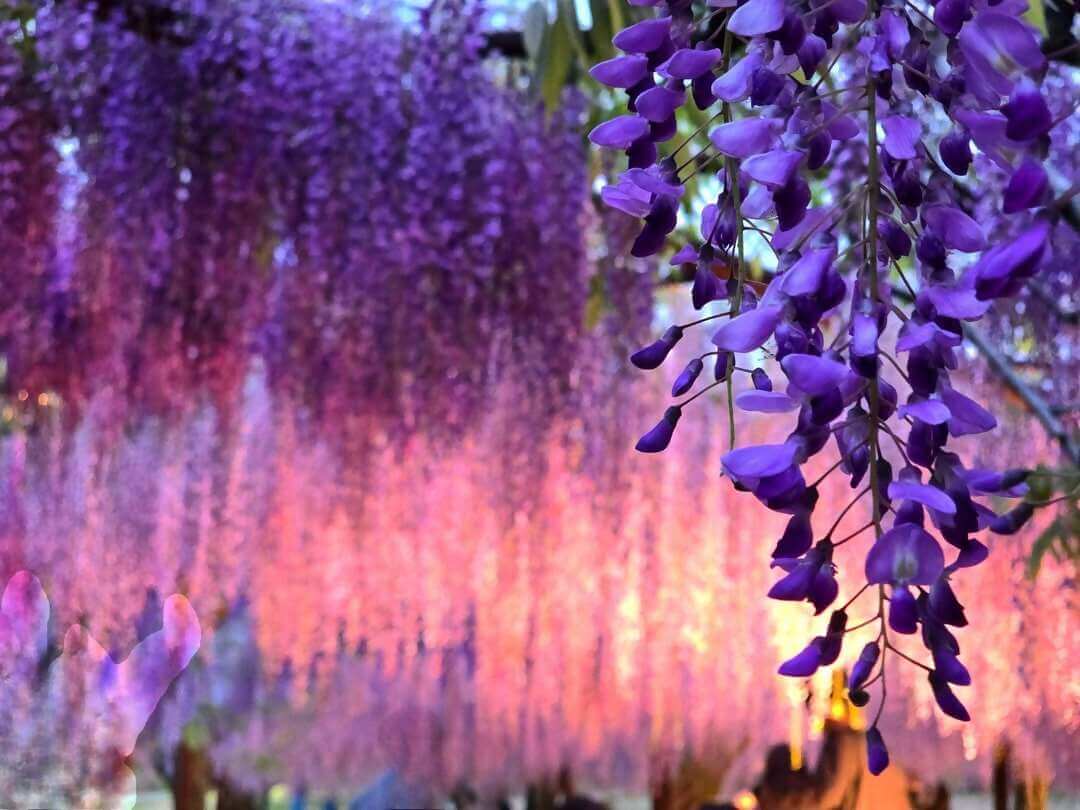 和気町藤まつりInstagramフォトコンテスト入選の写真